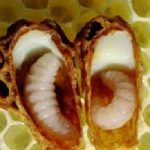 Bijen larven