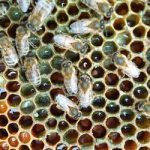 Honing bijen