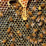 Bijen op honing raat