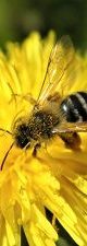 Bij op gele bloem