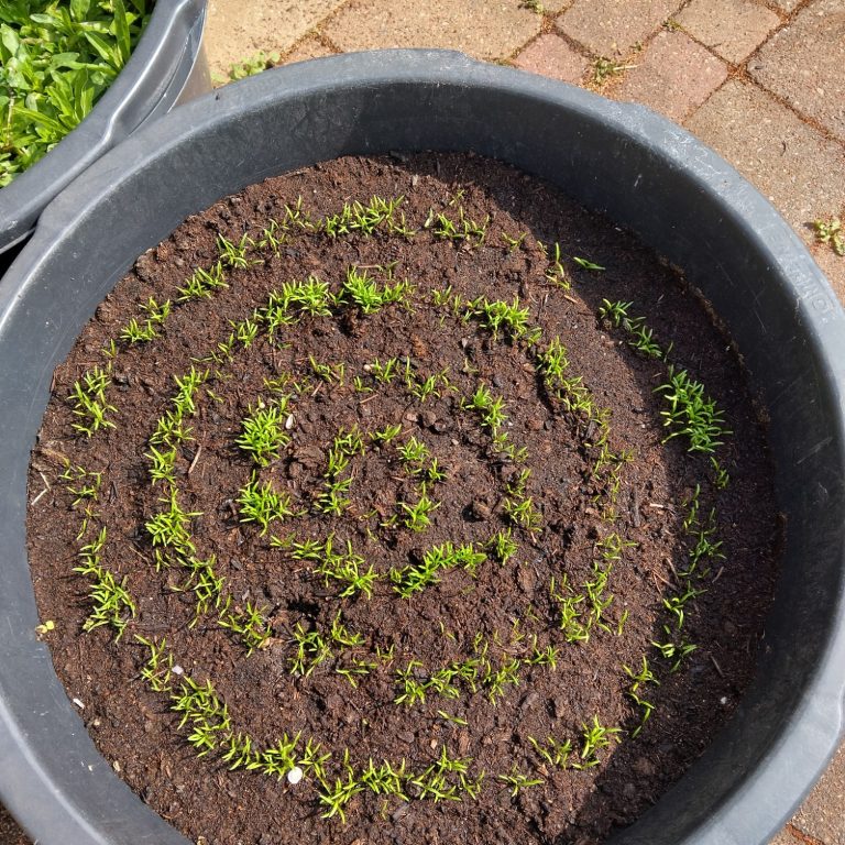 Wortels kweken in een speciekuip