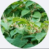 Japanse duizendknoop